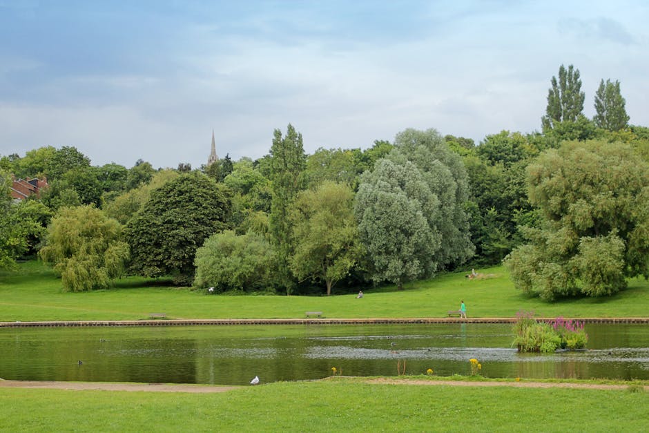 A serene park scene featuring a large pond in the foreground with calm water reflecting the sky and surrounding greenery. Along the edge of the pond, there is a narrow paved walkway with a person walking in a bright blue jacket. The grassy area around the pond is lush and well-maintained, with a few scattered yellow flowers near the water. Multiple mature trees of varying heights and shades of green populate the background, some with dense foliage, creating a natural, peaceful atmosphere. In the distance, slightly obscured by the trees, are rooftops and the spire of a church or historic building, indicating an urban park setting. The sky above is partly cloudy with patches of blue visible, contributing to a soft, diffused light that highlights the natural textures and tones. This tranquil landscape aligns with the concept of outdoor space often maintained through private or independent waste management services, like those offered by Waste Collection Hampstead, for keeping such environments clean and accessible for public enjoyment.